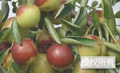 河口冬枣