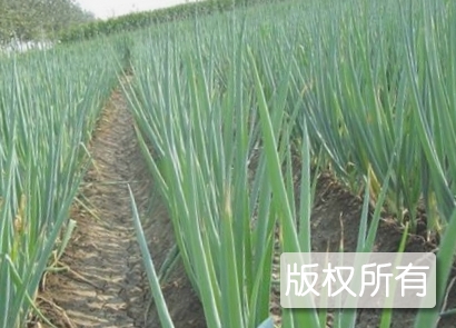 蓝田大葱