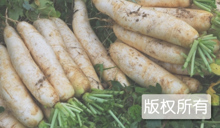 桑植萝卜