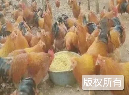 马山香鸡