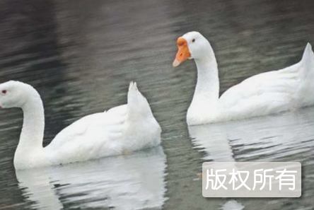 巢湖白鹅