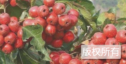 广宁大果山楂