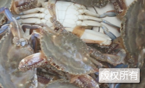 枪蟹