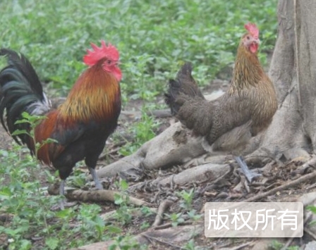 西双版纳茶花鸡