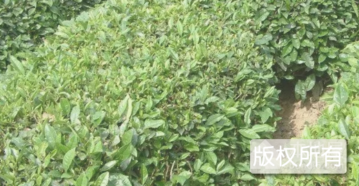 泰山绿茶