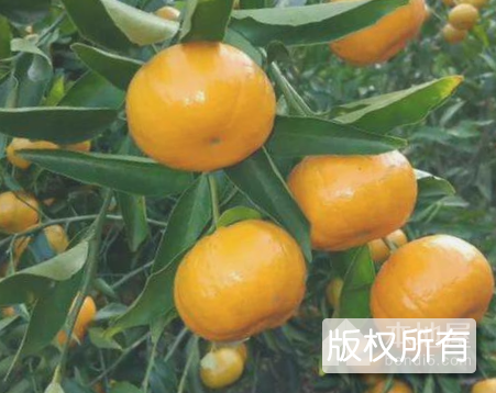 安墩春甜桔