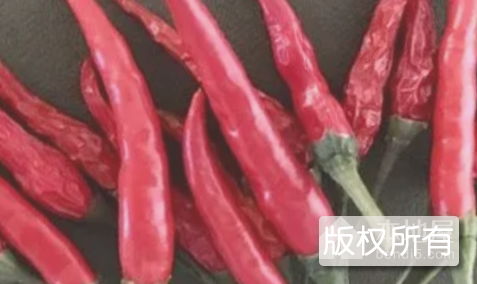 四更小红椒