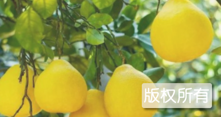 碧莲早香柚