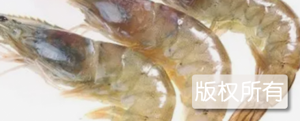 金汤对虾