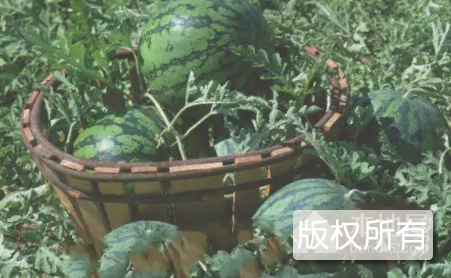 大黄埠西瓜