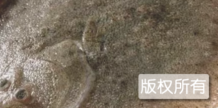 鲆鲽鳎鱼