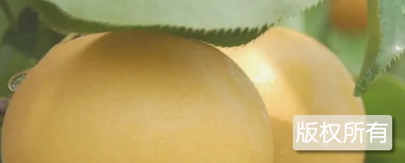 洪合蜜梨