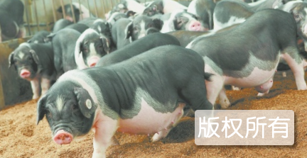 湘中醉花猪
