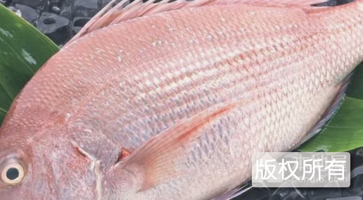 潍城加吉鱼