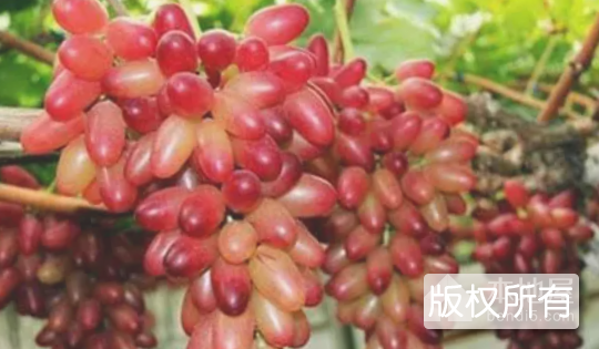 彭山美人指葡萄