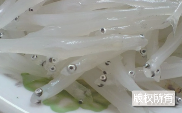 高丽银鱼