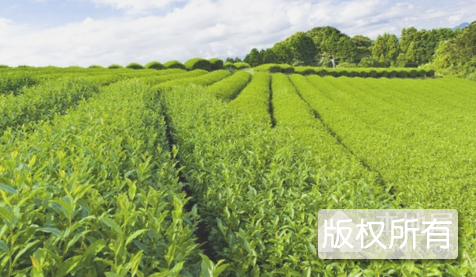滁州茶叶