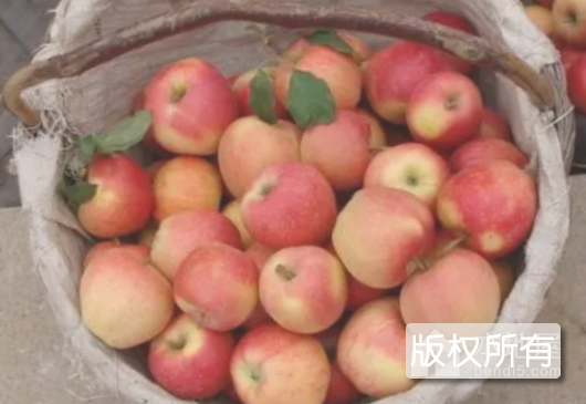 瓦房店苹果