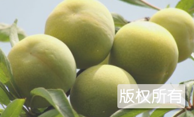 分水李子