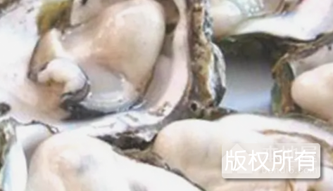 南山牡蛎