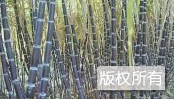 东泉蔗