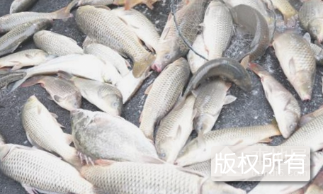 长江河鱼