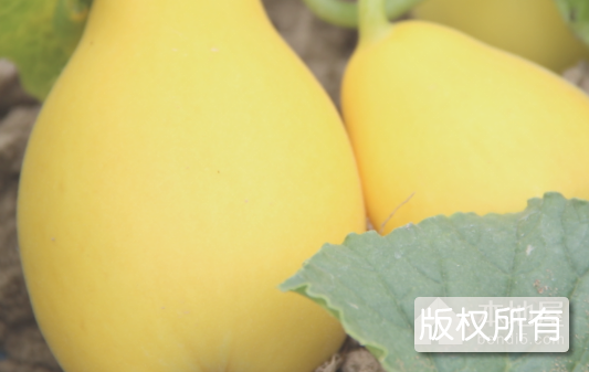 登步黄金瓜