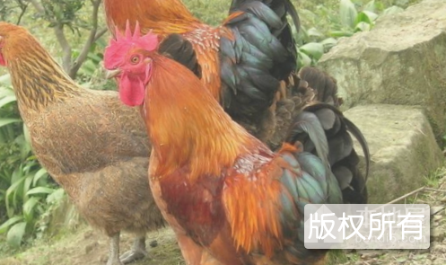 洞口土鸡