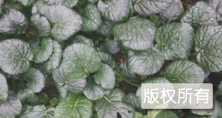 宝应核桃乌青菜