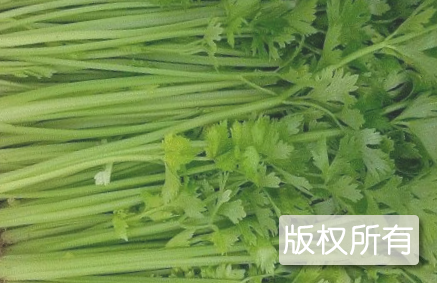 店集芹菜