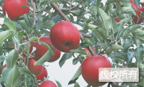 阿坝苹果