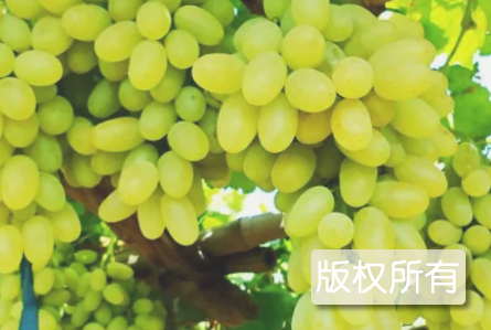 宣化牛奶葡萄