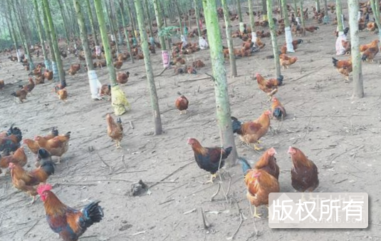 明热草鸡