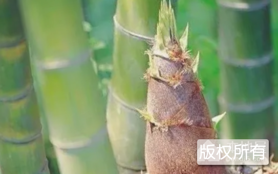 安吉惊雷笋