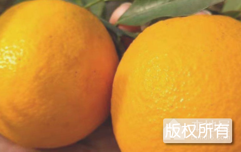 埃及糖橙