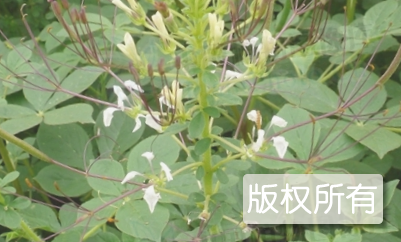 崖州白花菜