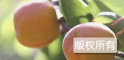 红袍杏
