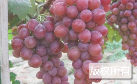 长沟葡萄