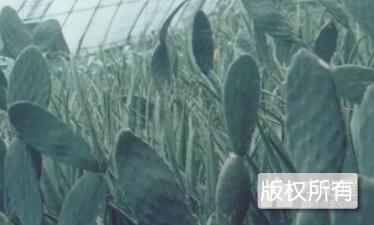 食用仙人掌
