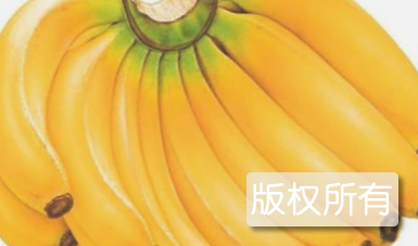 信宜香蕉