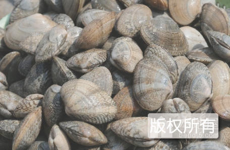 东港杂色蛤