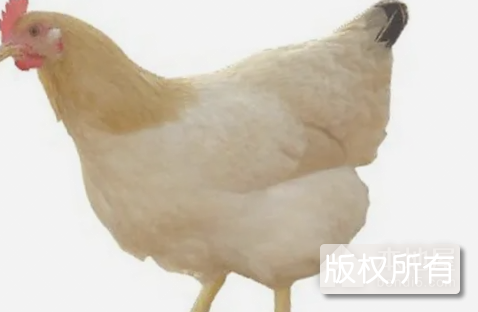 信都三黄鸡