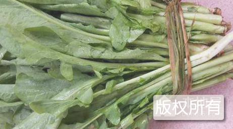 苦麦菜
