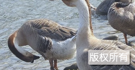 道州灰鹅