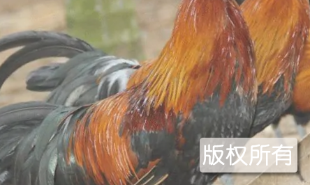 五指山蚂蚁鸡