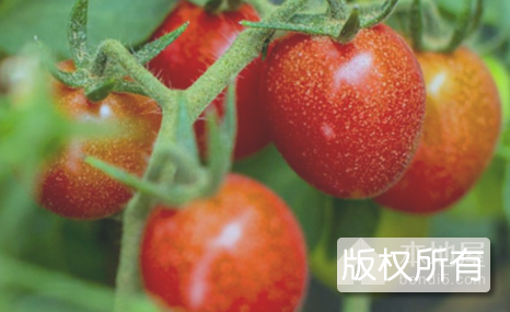 汤阴樱桃西红柿