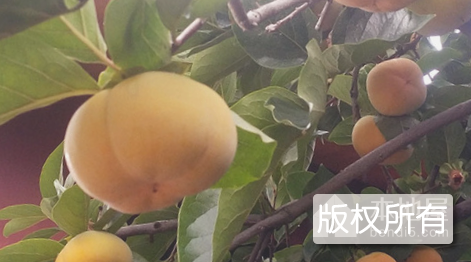 隆回腰带柿