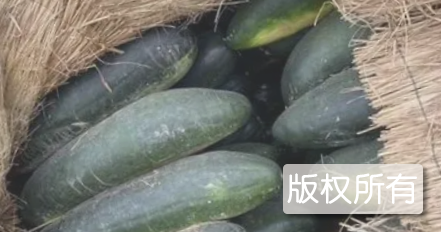 白坭黑皮冬瓜