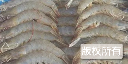 荣成对虾