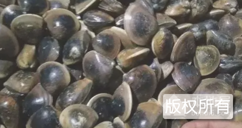 钦州车螺